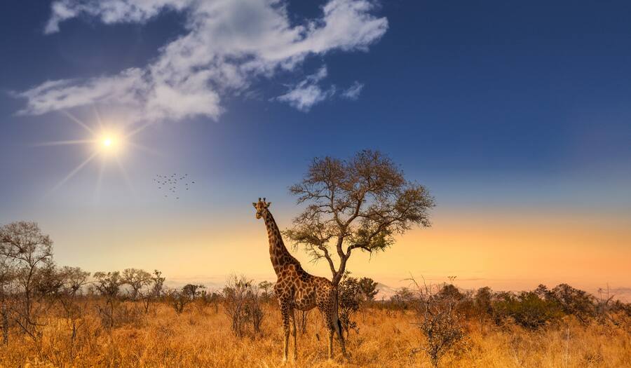 Johannesburg 