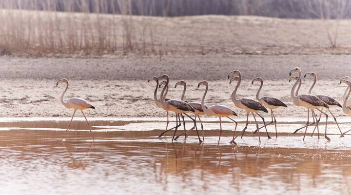 wetlands abu dhabi